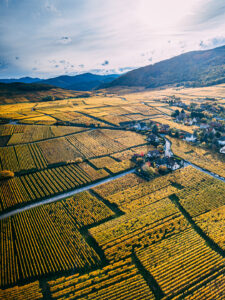 Vue en drone de champs de vigne en Alsace
